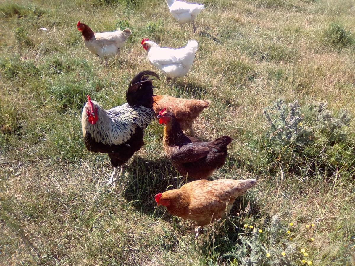 La Ferme D' Emerentine *