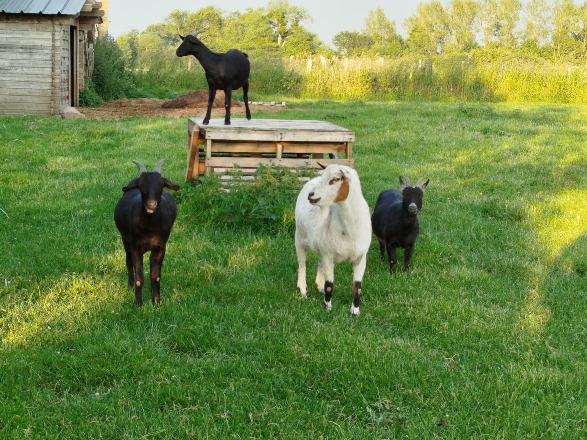 Vakantiehuis La Ferme D' Emerentine